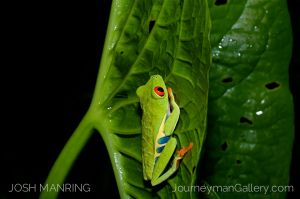 Josh Manring Photographer Decor Wall Arts - Costa Rica Wildlife -19-c11.jpg